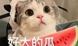 无语吃瓜网红是谁,网络红人的崛起与争议