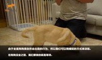 狗崽集体爆料视频播放,揭秘背后惊人真相