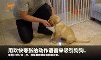 狗崽集体爆料视频播放,揭秘背后惊人真相