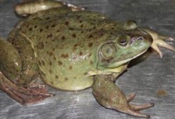 养殖牛蛙爆料图片真实视频,真实图片与视频曝光